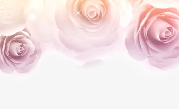 玫瑰花免抠