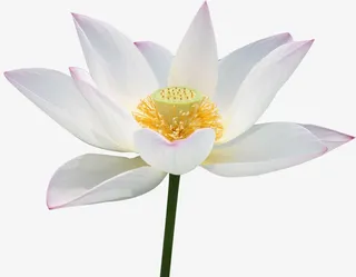 白色的荷花开放效果免抠