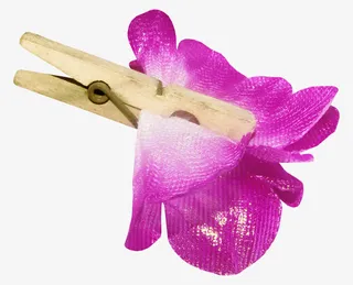 夹住的藏红花免抠