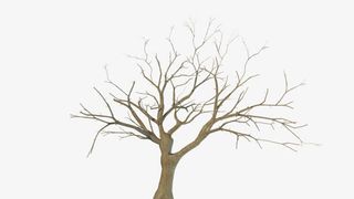 枯树枝树干素材免抠