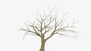 枯树枝树干素材免抠