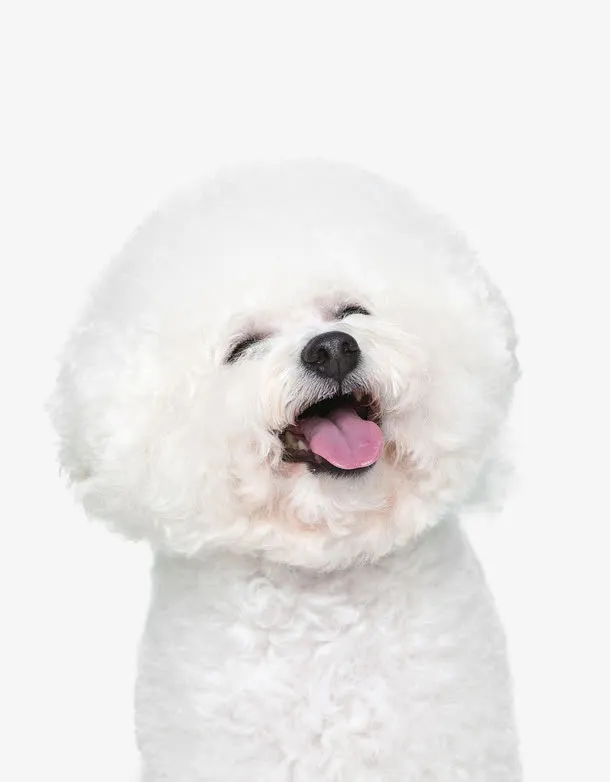 开怀大笑的比熊犬免抠