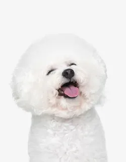 开怀大笑的比熊犬免抠 开怀大笑的比熊犬免抠