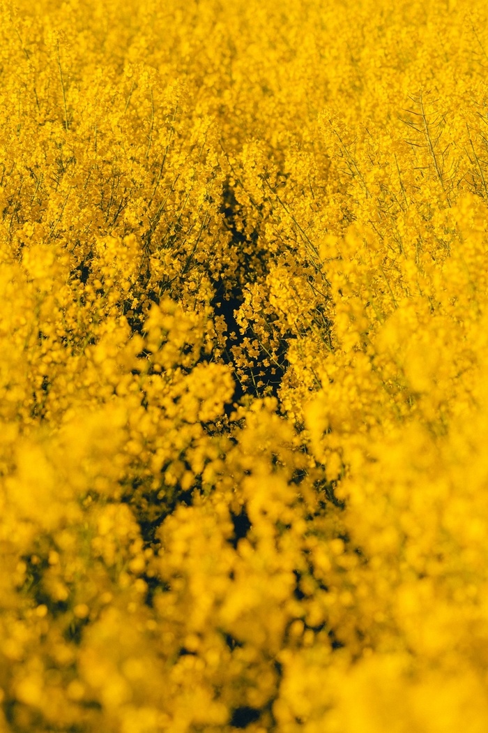 黄灿灿油菜花高清