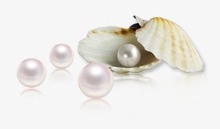 珍珠贝壳四个珍珠免抠