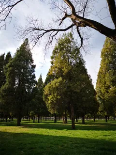 春天绿色的树木免抠