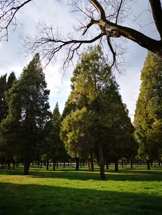 春天绿色的树木免抠