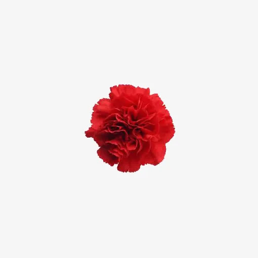 红色花朵装饰免抠