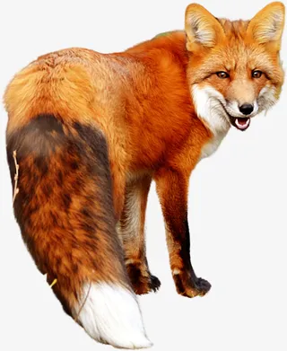 狐狸透明PNG免抠图免抠