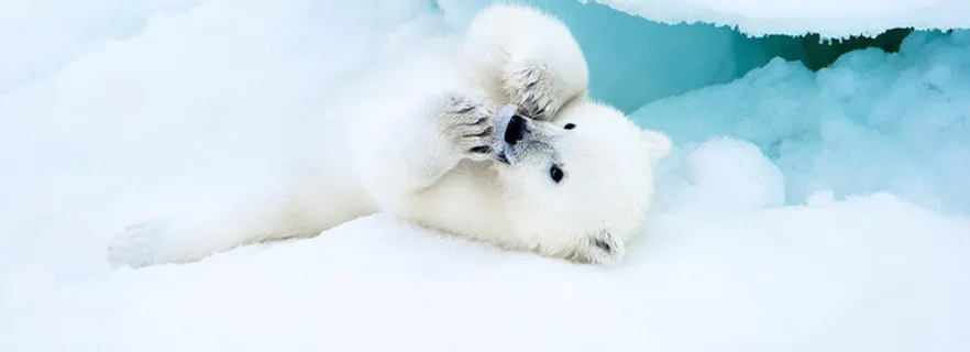 北极熊背景高清