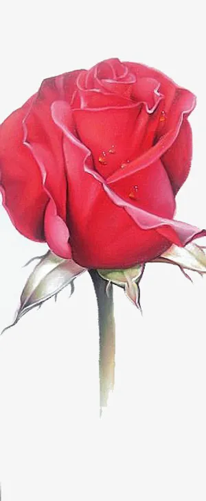 红色玫瑰免扣元素免抠