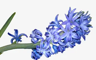 蓝色的风信子免抠