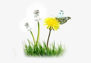 春季蒲公英下的蝴蝶免抠