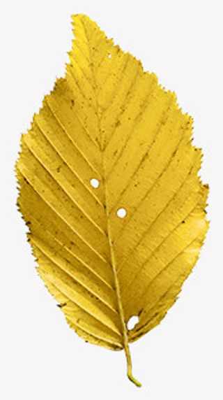 手绘创意黄色叶子免抠