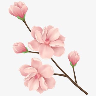 花花草草 玉兰花 辛夷花  手绘 花朵免抠