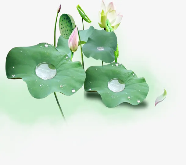 清新荷叶荷花花苞池塘免抠