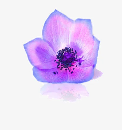 紫色的花免抠