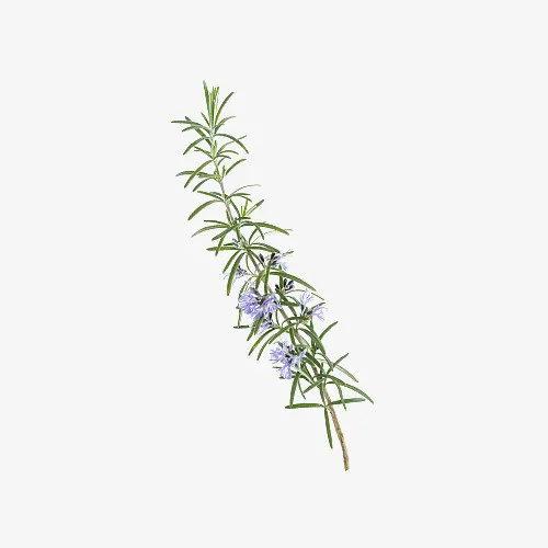 手绘清新迷迭香插图免抠免抠