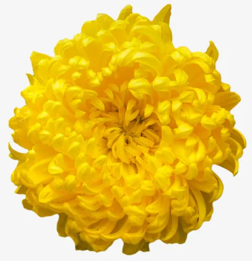 菊花正面素材免抠