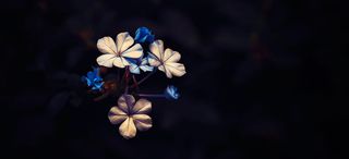 风景蓝色花朵背景高清