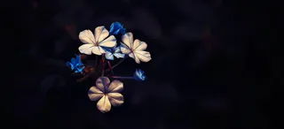 风景蓝色花朵背景高清