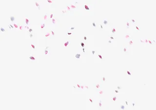 模糊的飘落花瓣七夕情人节免抠