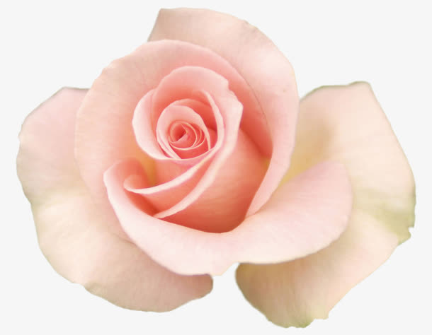 粉花免抠