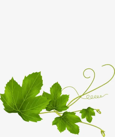 葡萄藤免抠动植物植物元素