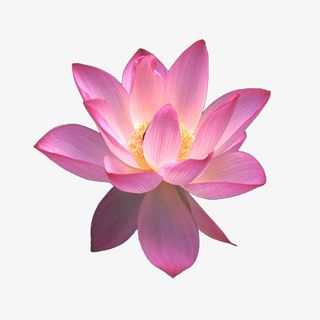 盛开荷花，夏季，粉红，植物免抠