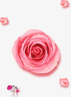 粉花玫瑰花朵花瓣免抠