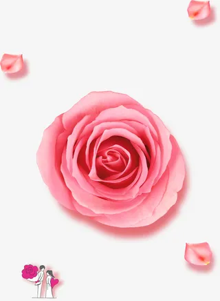 粉花玫瑰花朵花瓣免抠