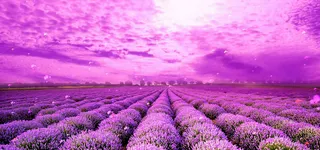 浪漫熏衣草背景banner高清