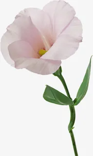 卡通装饰素材植物花卉素材免抠