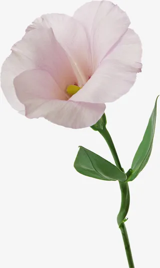 卡通装饰素材植物花卉素材免抠