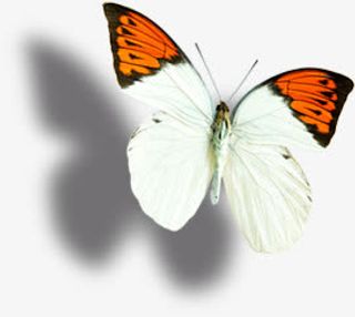 白色唯美意境蝴蝶梦幻免抠