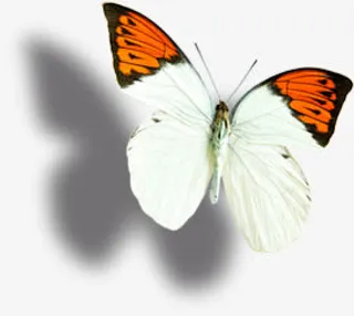 白色唯美意境蝴蝶梦幻免抠