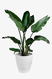 创意合成绿色的树叶造型效果盆栽免抠 创意合成绿色的树叶造型效果盆栽免抠