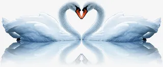 天鹅，情人节，爱情免抠