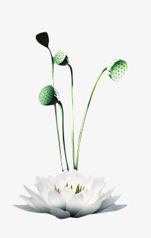 白色荷花莲子免抠