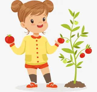 手绘女孩采摘西红柿免抠
