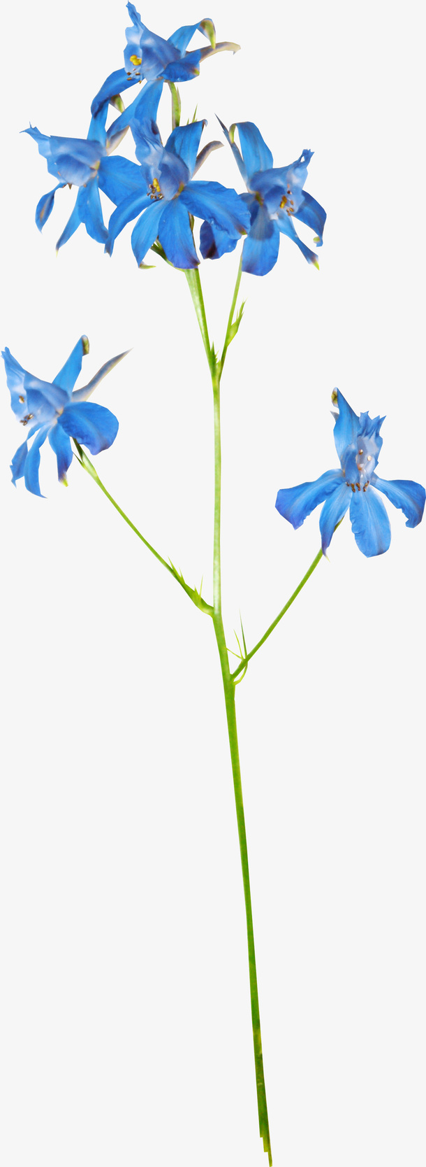花卉免抠