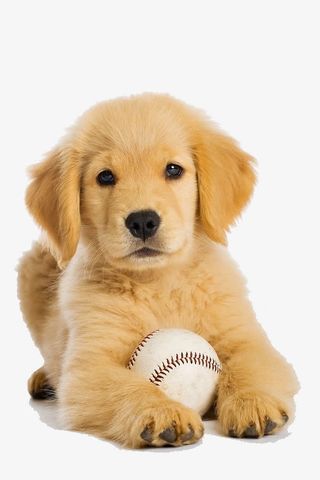 呆萌的金毛免抠