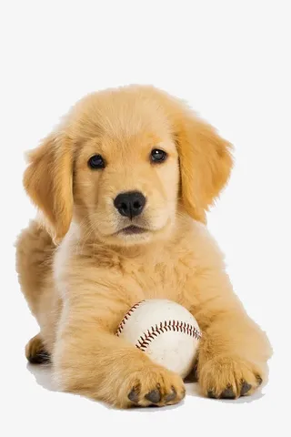 呆萌的金毛免抠