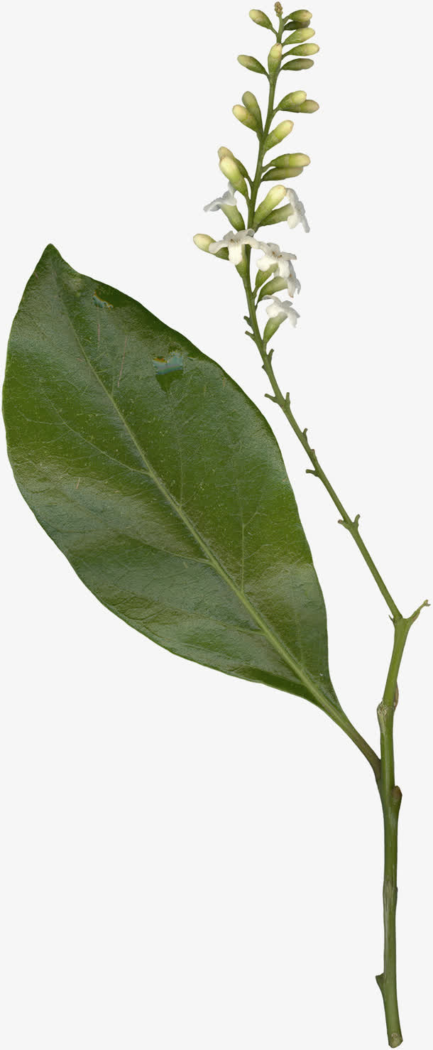 绿植装饰免抠