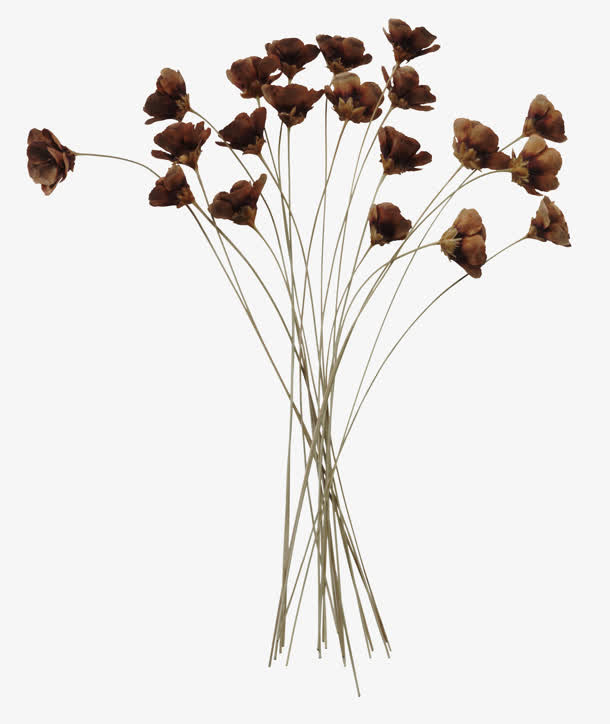 高清黄色干枯的花朵免抠