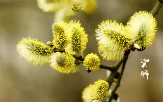 春天 四月 清明节 青团 海报 背景23