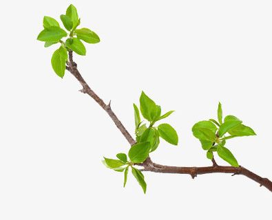 树叶免抠动植物植物元素