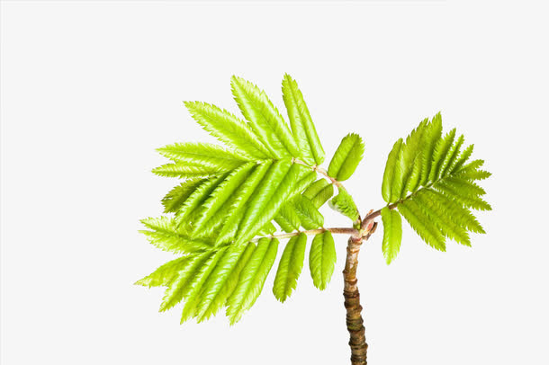 春天刚发芽的叶子免抠