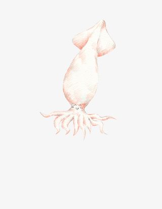 可爱的小鱿鱼素材免抠