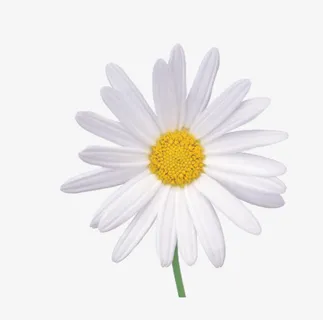 白色野菊花免抠动植物植物元素 白色野菊花免抠动植物植物元素